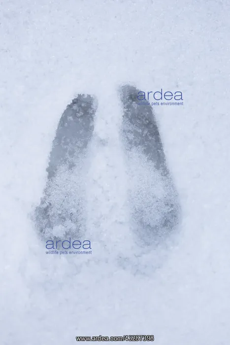 : Chamois - footprint in snow - Italy : Chamois - footprint in snow - Italy