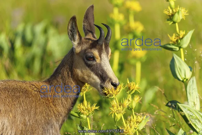 : Chamois on a green meadow, looking curiously at the yellow flowers : Chamois on a green meadow, looking curiously at the yellow flowers