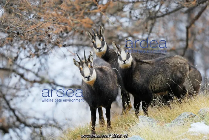 : Chamois - group : Chamois - group