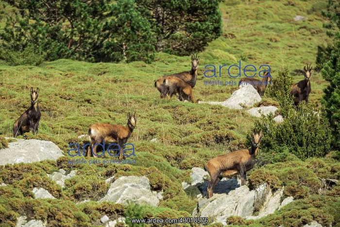  : Chamois group