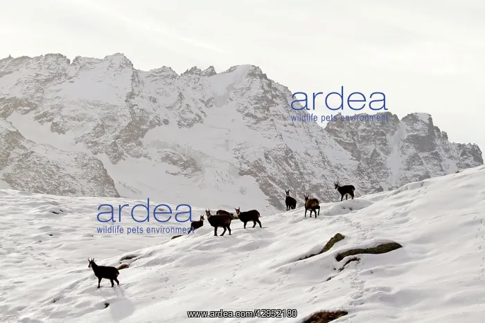 : Chamois - group on snowy mountainside : Chamois - group on snowy mountainside