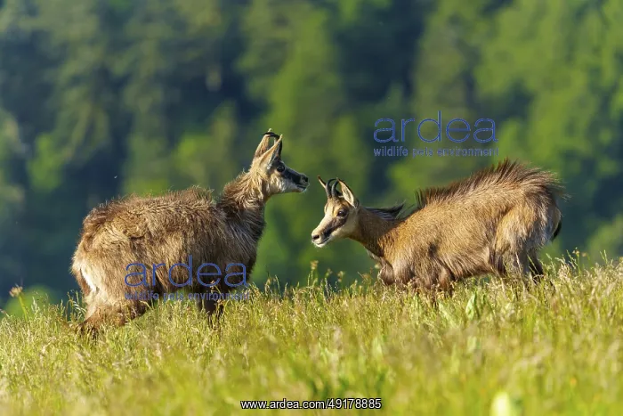 : Two chamois interacting in a green summer meadow in front of a forest : Two chamois interacting in a green summer meadow in front of a forest