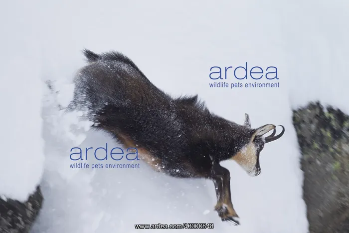 : Chamois - jumping buck in snow - Italien : Chamois - jumping buck in snow - Italien