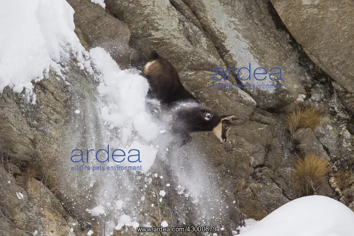 : Chamois - jumping buck in snow - Italien : Chamois - jumping buck in snow - Italien