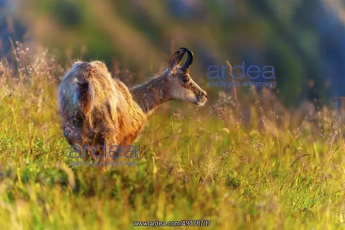 : A chamois looks attentively, surrounded by golden grasses in the sun : A chamois looks attentively, surrounded by golden grasses in the sun
