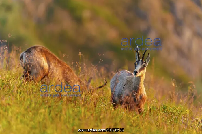 : A chamois looks into the camera on a grassy hill under evening light : A chamois looks into the camera on a grassy hill under evening light