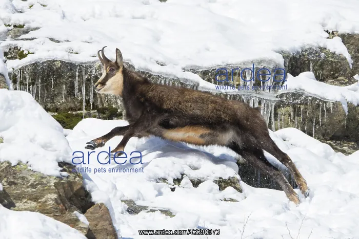 : Chamois male motion : Chamois male motion