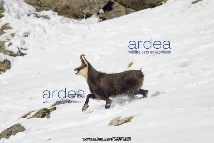: Chamois male motion : Chamois male motion