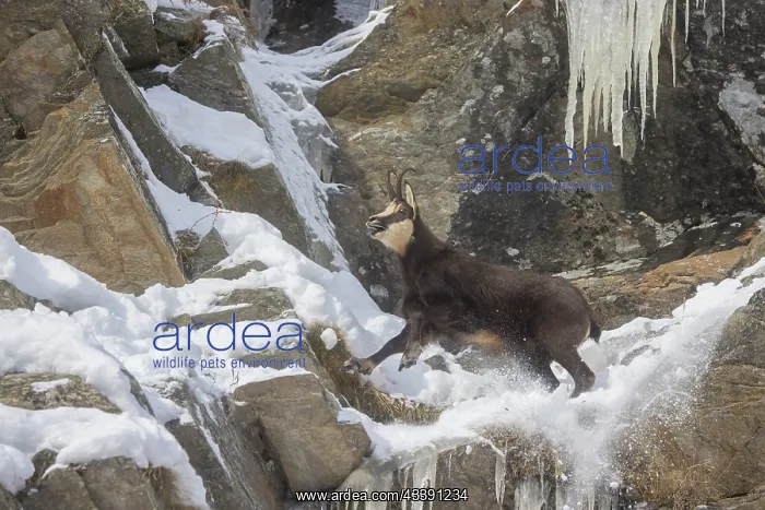 : Chamois male motion : Chamois male motion
