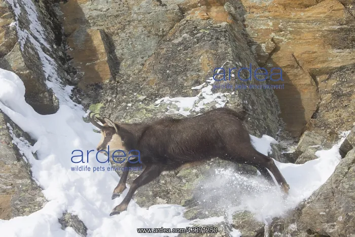 : Chamois male motion : Chamois male motion