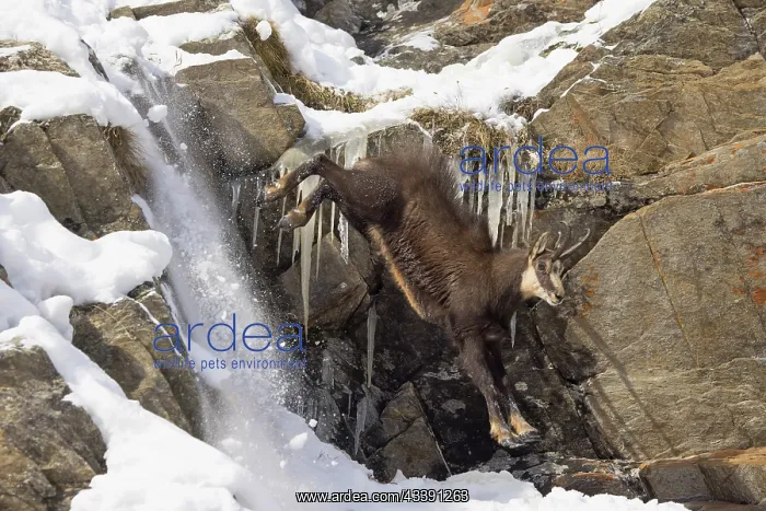 : Chamois male motion : Chamois male motion
