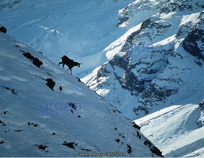 : CHAMOIS - male on mountain side : CHAMOIS - male on mountain side