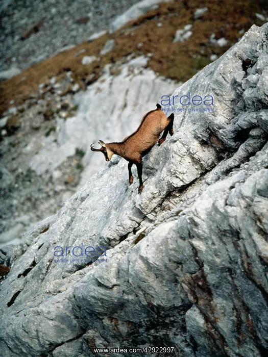 : Chamois - Male on mountainside : Chamois - Male on mountainside
