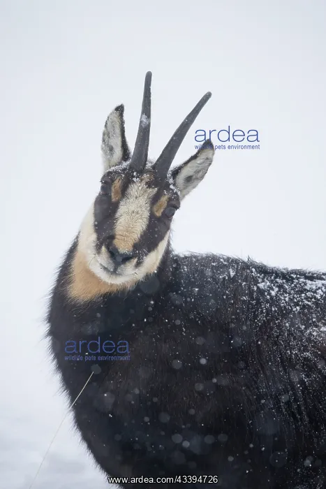 : Chamois male portrait : Chamois male portrait