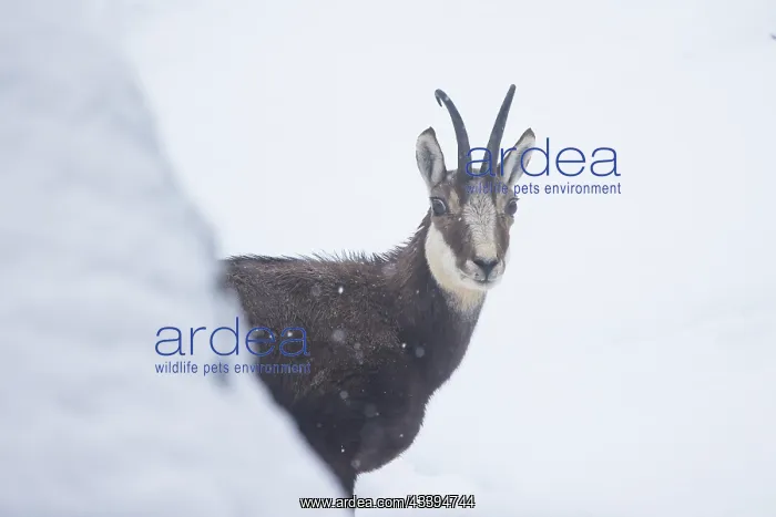 : Chamois male portrait : Chamois male portrait