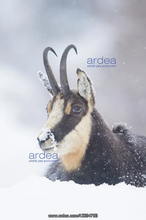 : Chamois male portrait : Chamois male portrait