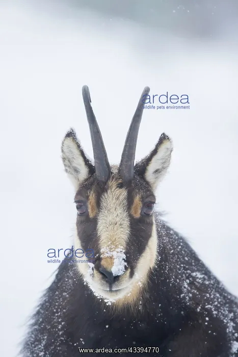  : Chamois male portrait