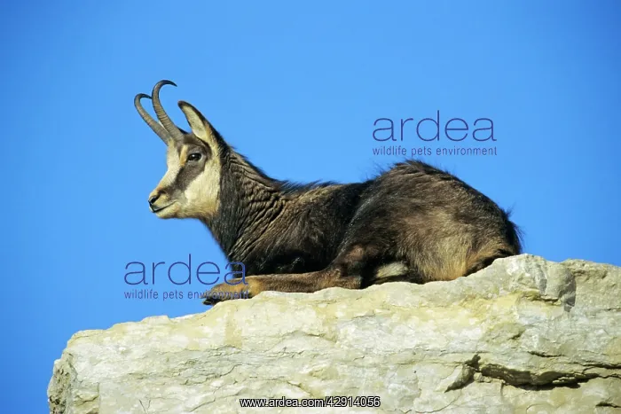 : Chamois - male resting on rocky ledge : Chamois - male resting on rocky ledge