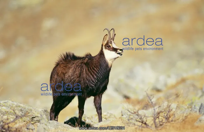 : CHAMOIS - male, rutting : CHAMOIS - male, rutting