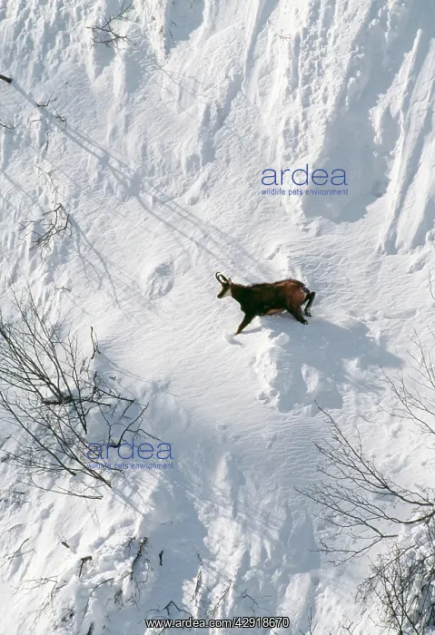 : CHAMOIS - male in snow, winter : CHAMOIS - male in snow, winter