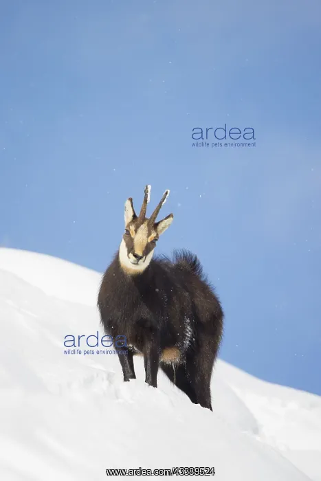 : Chamois male winter : Chamois male winter