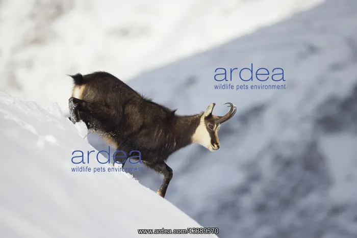 : Chamois male winter : Chamois male winter