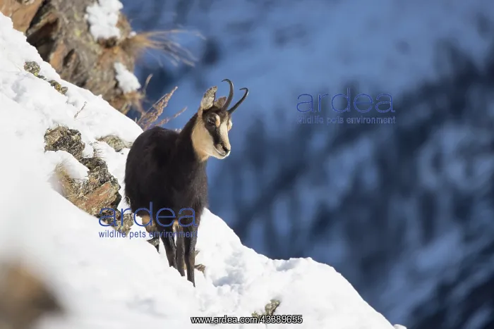 : Chamois male winter : Chamois male winter