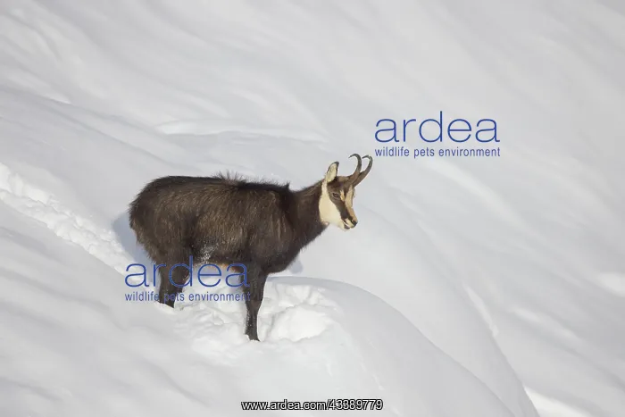 : Chamois male winter : Chamois male winter