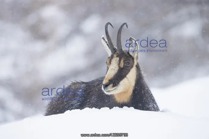 : Chamois male winter : Chamois male winter