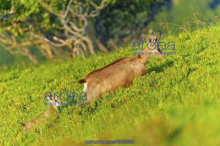 : Chamois mother with young on a green slope : Chamois mother with young on a green slope