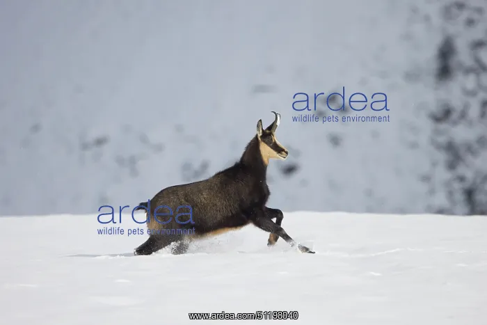  : Chamois motion winter