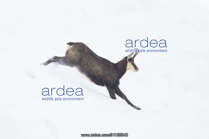 : Chamois motion winter : Chamois motion winter