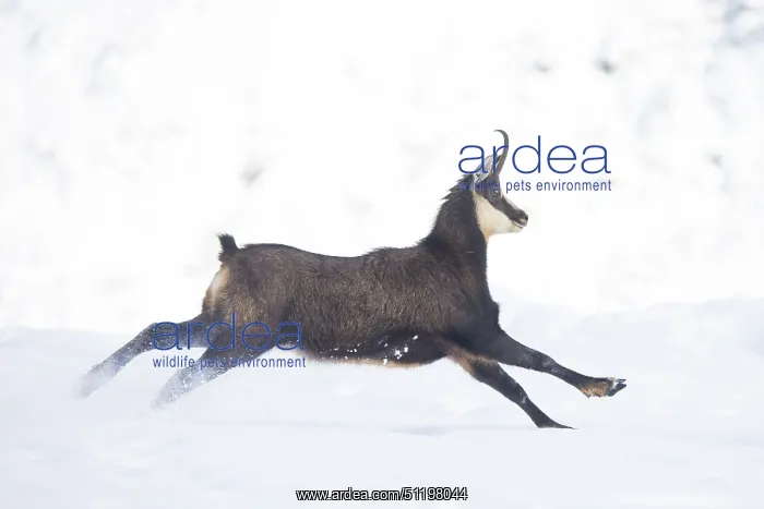  : Chamois motion winter