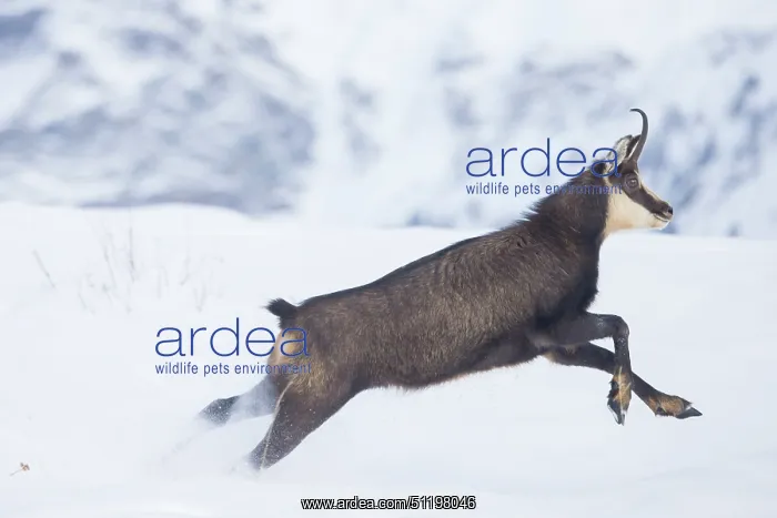  : Chamois motion winter