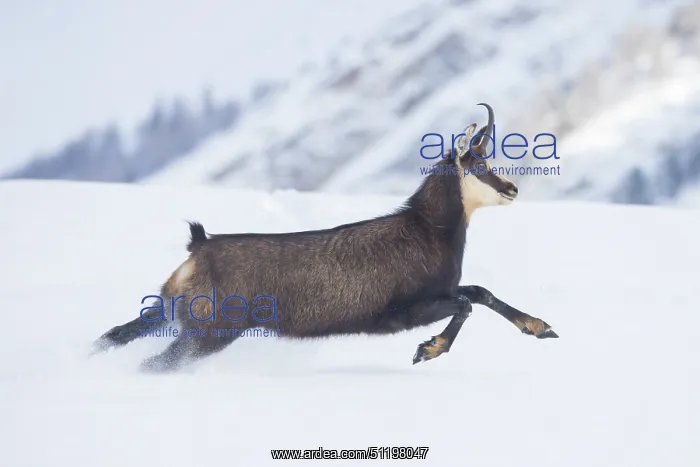  : Chamois motion winter