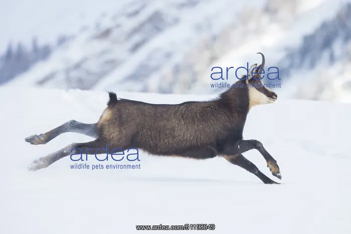 : Chamois motion winter : Chamois motion winter