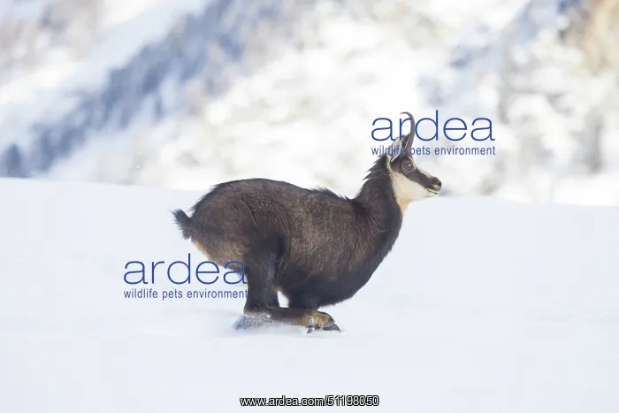 : Chamois motion winter : Chamois motion winter