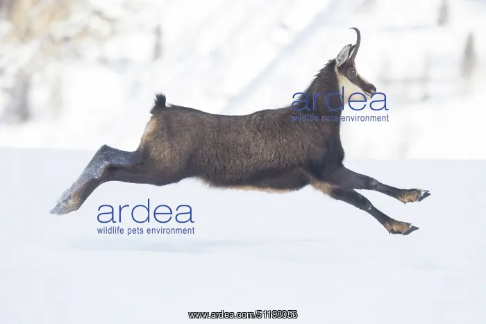 : Chamois motion winter : Chamois motion winter