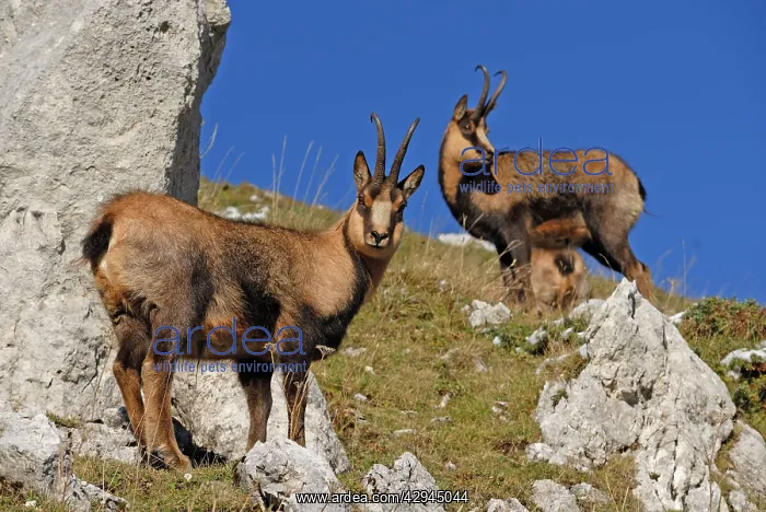 : Chamois - on mountain side : Chamois - on mountain side