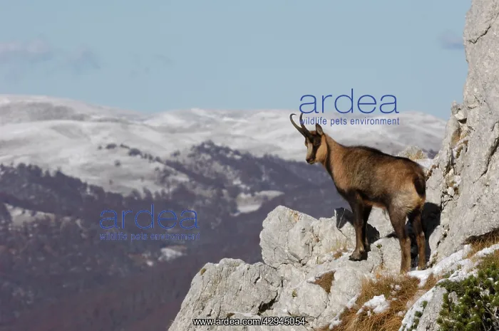 : Chamois - on mountain side : Chamois - on mountain side