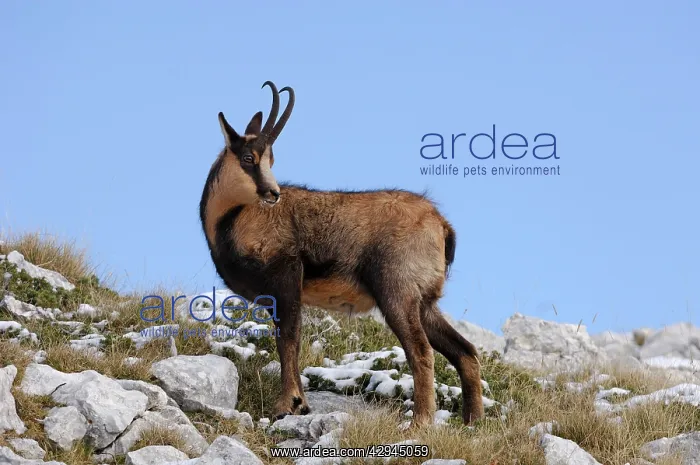 : Chamois - on mountain side : Chamois - on mountain side