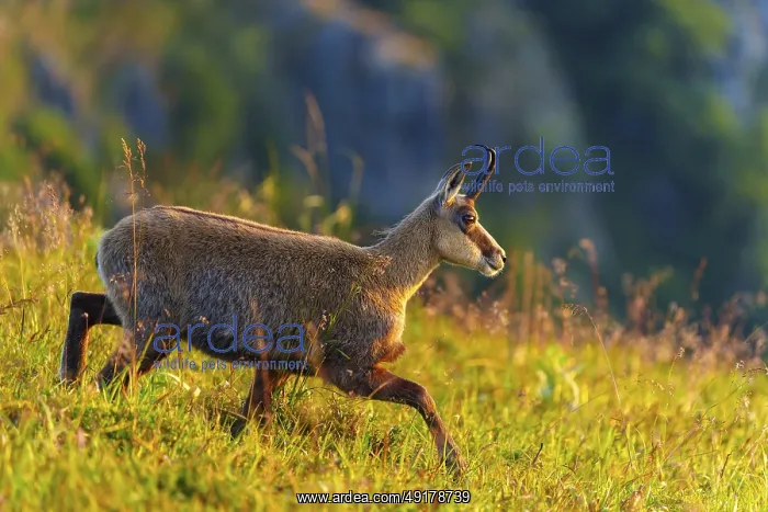 : A chamois moves through the meadow in sunny weather : A chamois moves through the meadow in sunny weather