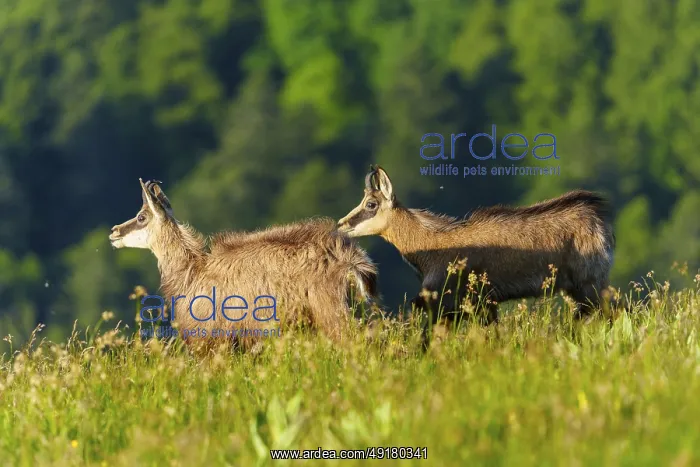 : Two chamois moving across a meadow with wooded hills behind : Two chamois moving across a meadow with wooded hills behind
