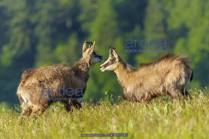 : Two chamois in natural surroundings in a meadow : Two chamois in natural surroundings in a meadow