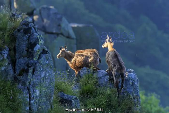 : Two chamois observing the surroundings from a rocky vantage point : Two chamois observing the surroundings from a rocky vantage point