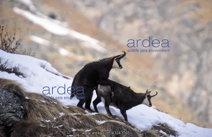 : Chamois - pair mating - Italien : Chamois - pair mating - Italien