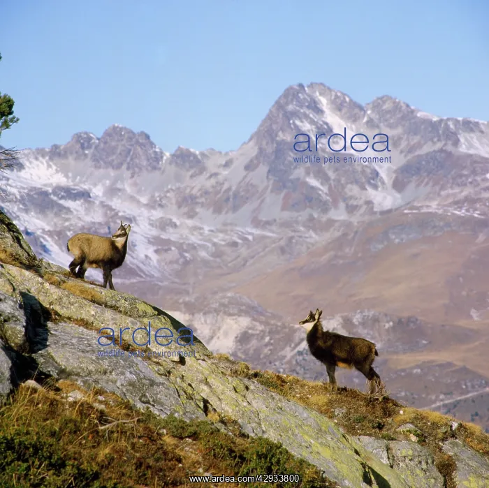 : CHAMOIS - pair on Mountains : CHAMOIS - pair on Mountains