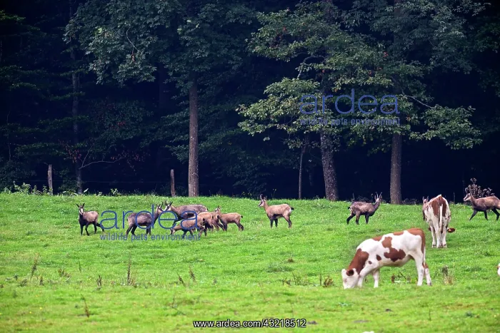: Chamois in a pasture and cows - Haut Doubs Jura France : Chamois in a pasture and cows - Haut Doubs Jura France