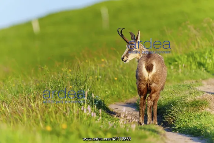 : Chamois on a path with green background and play of light : Chamois on a path with green background and play of light