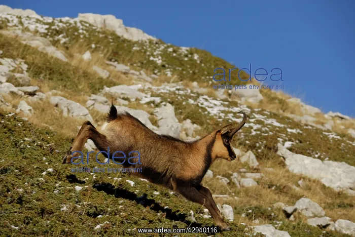  : Chamois - running